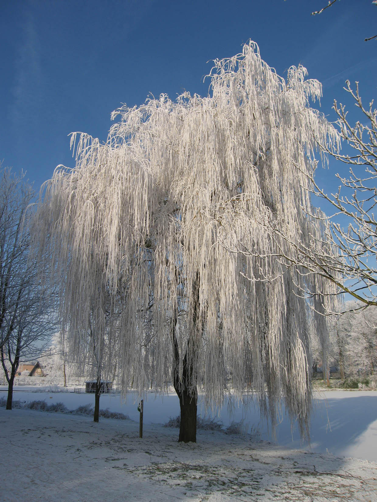invierno Foto invierno