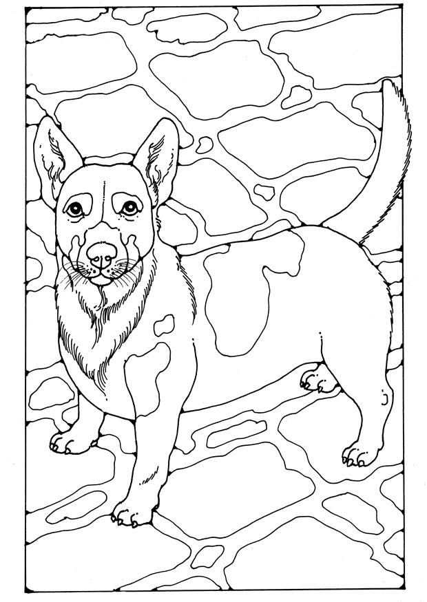 jack russell Dibujo para colorear jack russell