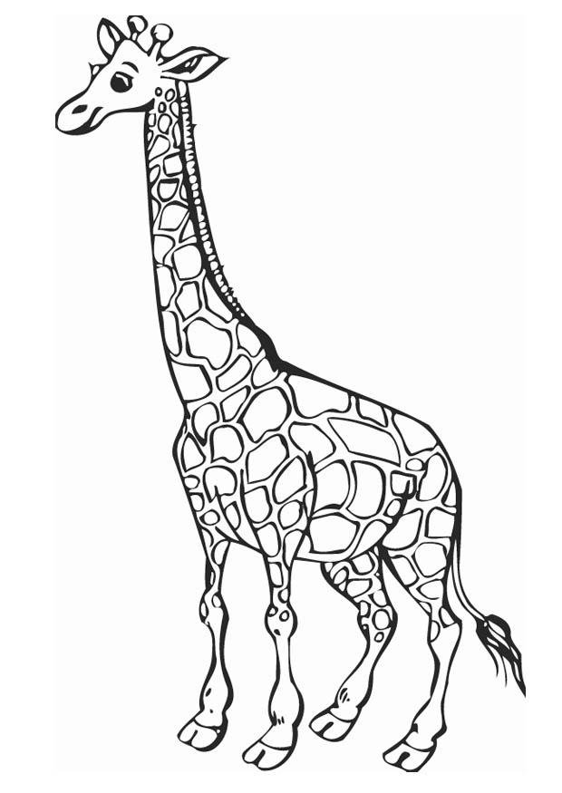 jirafa Dibujo para colorear jirafa
