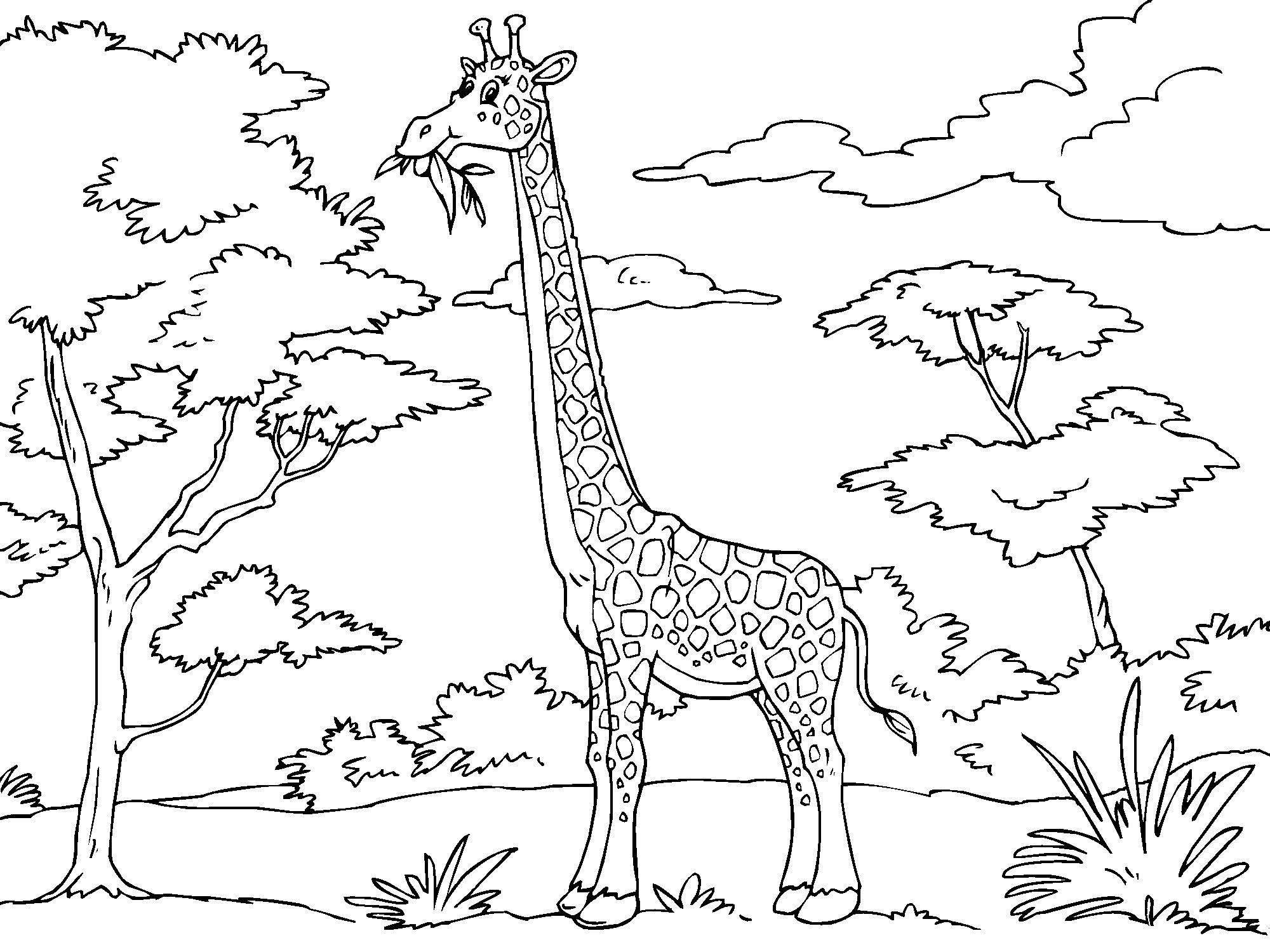 jirafa Dibujo para colorear jirafa