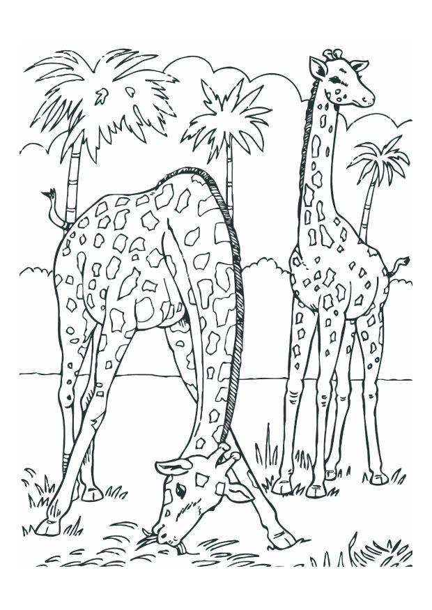 Dibujo para colorear jirafas