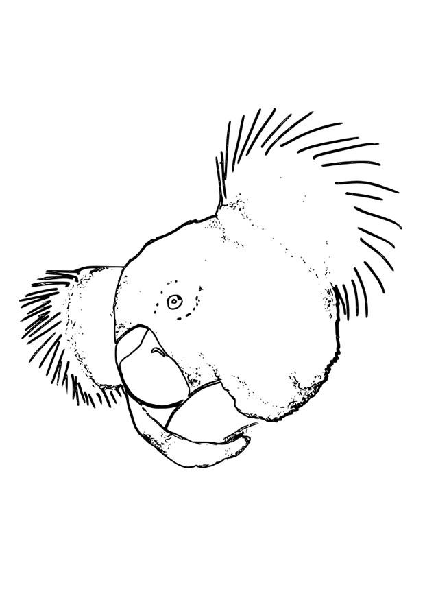koala Dibujo para colorear koala