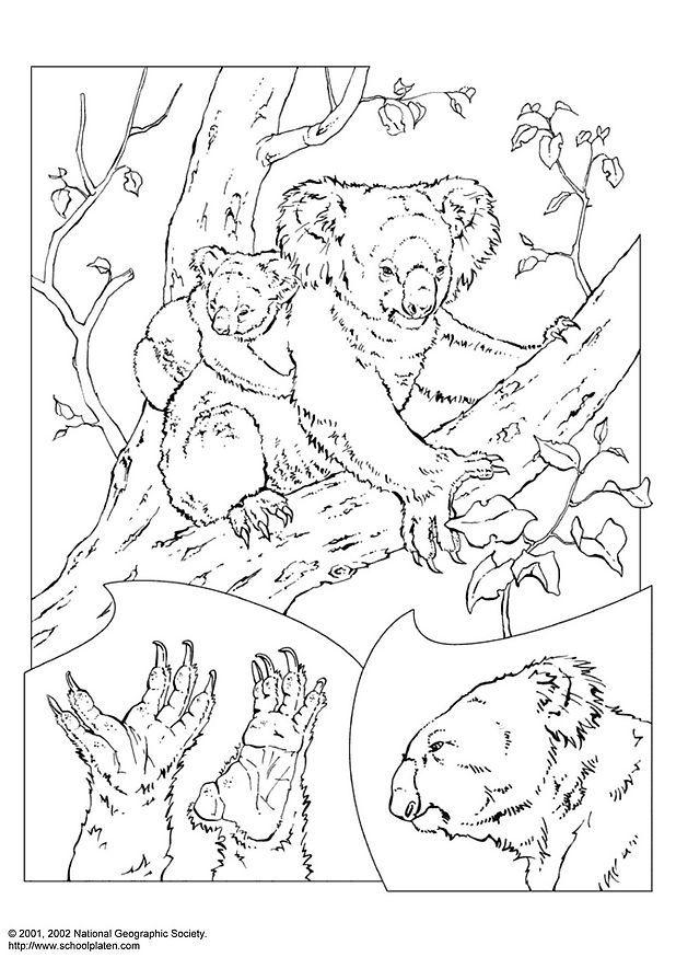 Dibujo para colorear koala