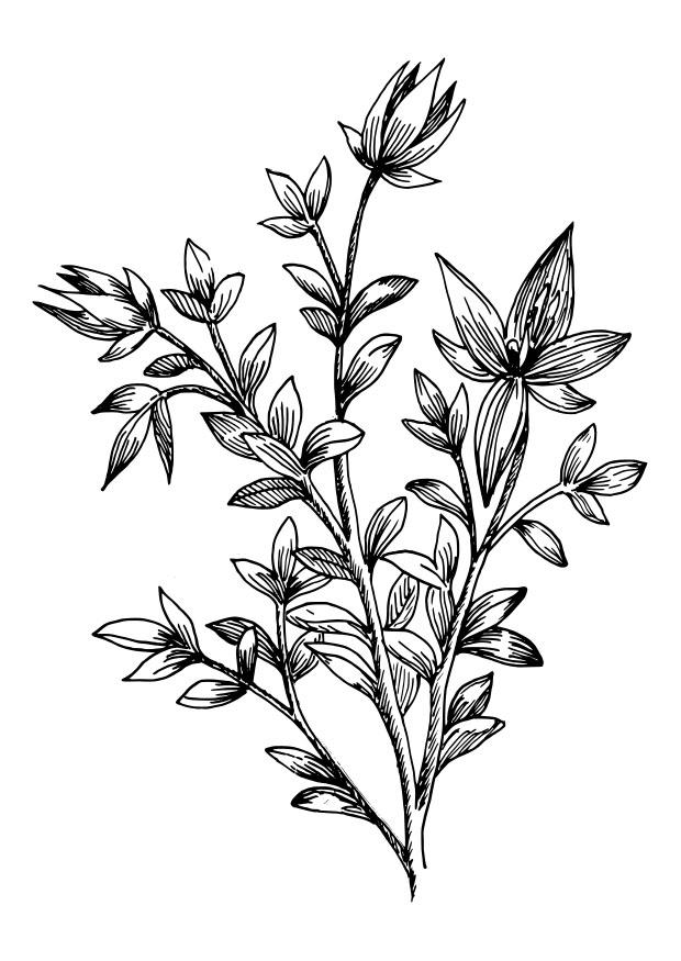 krameria Dibujo para colorear krameria