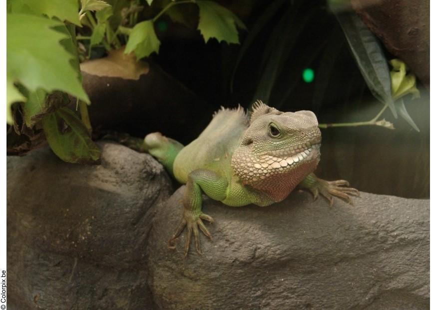 lagarto Foto lagarto