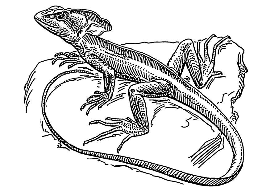 lagarto - basilisco Dibujo para colorear lagarto - basilisco