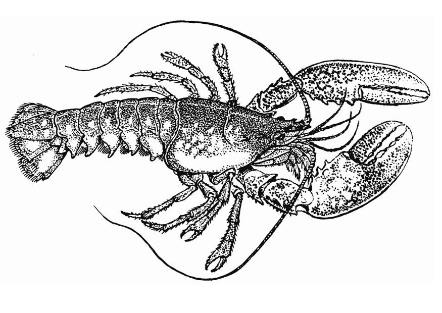 langosta Dibujo para colorear langosta