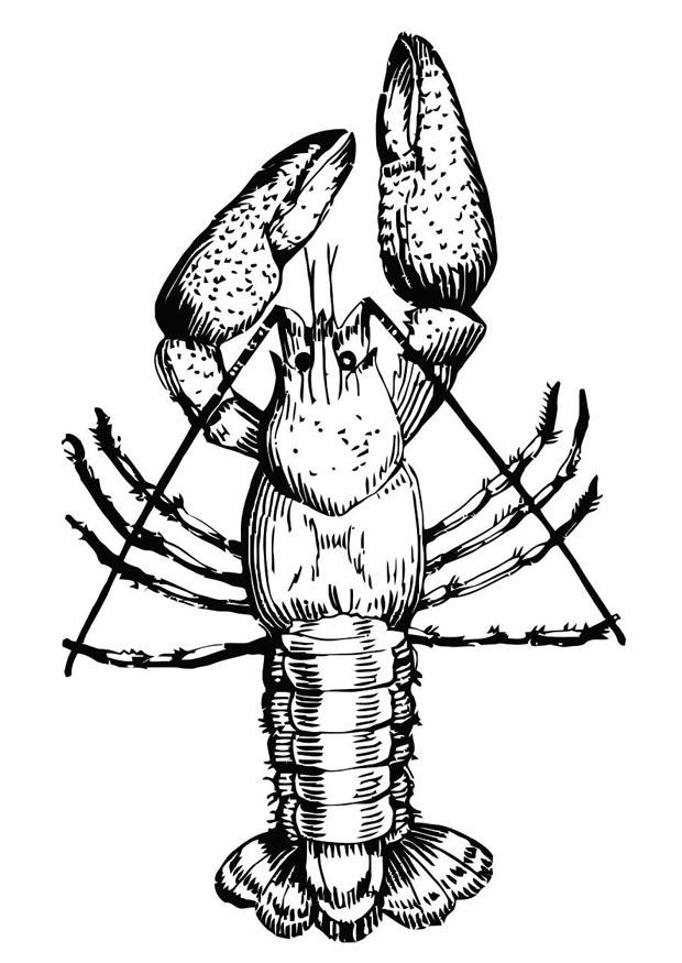 langosta Dibujo para colorear langosta