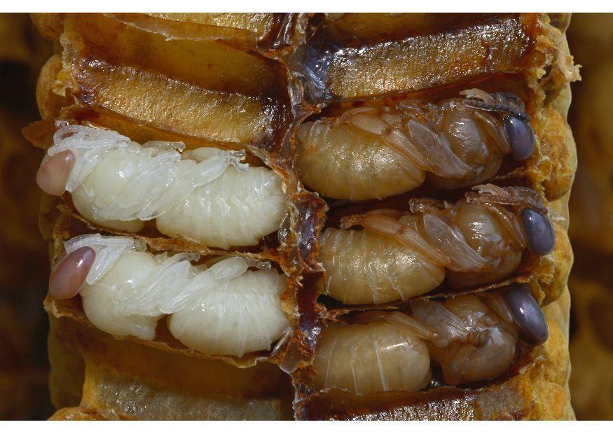 Foto larvas de abeja