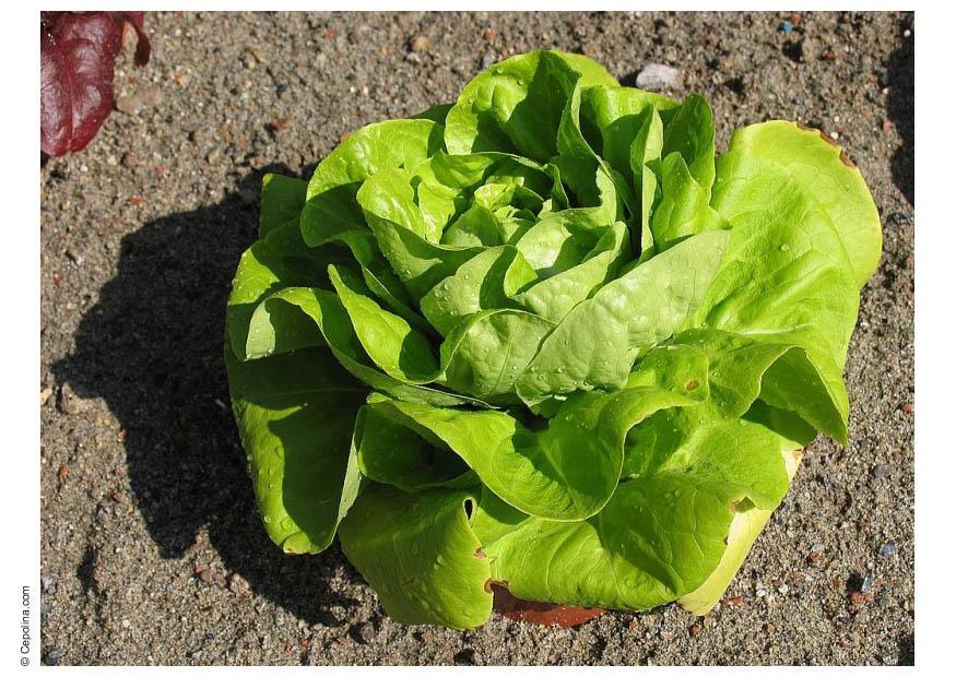 lechuga Foto lechuga