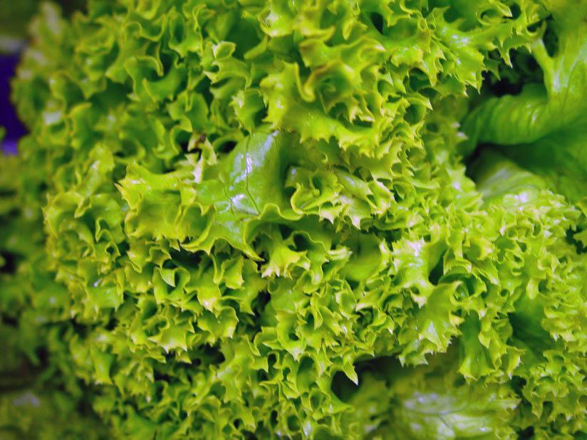 lechuga Foto lechuga