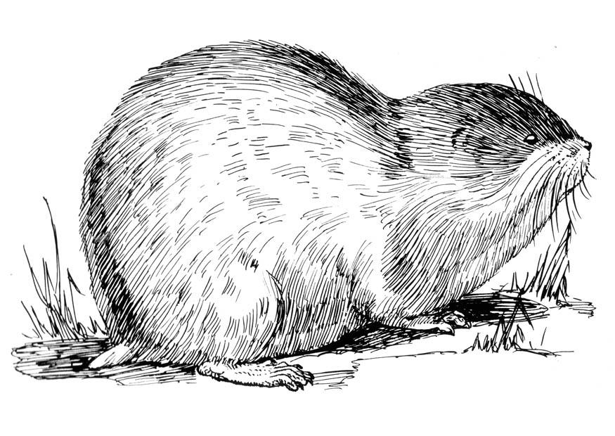 lemming Dibujo para colorear lemming
