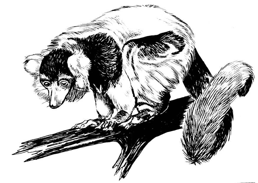 lemur Dibujo para colorear lemur