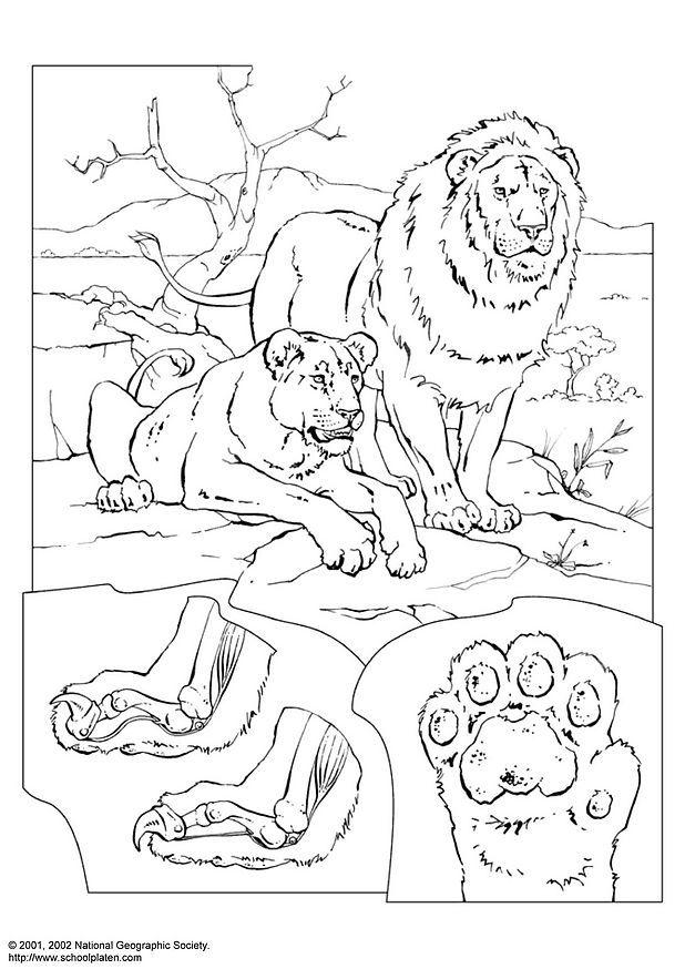 Dibujo para colorear leones