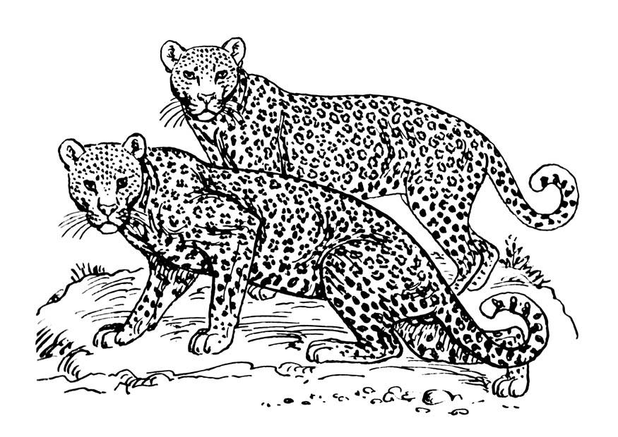 leopardo Dibujo para colorear leopardo