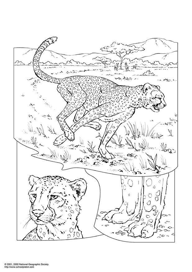 leopardo Dibujo para colorear leopardo
