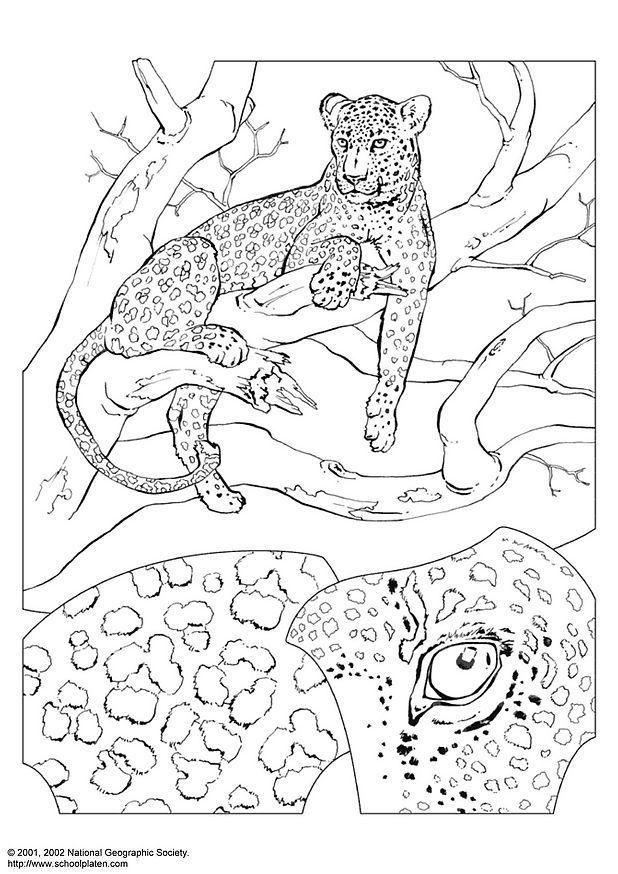 leopardo Dibujo para colorear leopardo