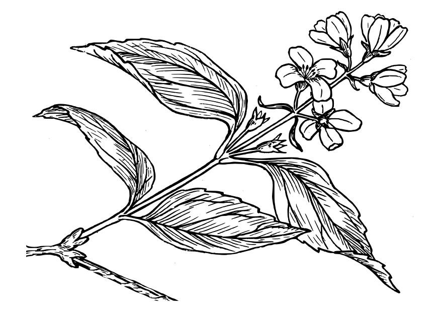 lila Dibujo para colorear lila