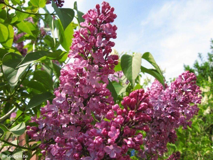 lilas Foto lilas