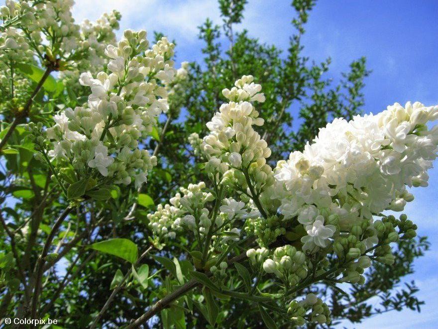 lilas Foto lilas