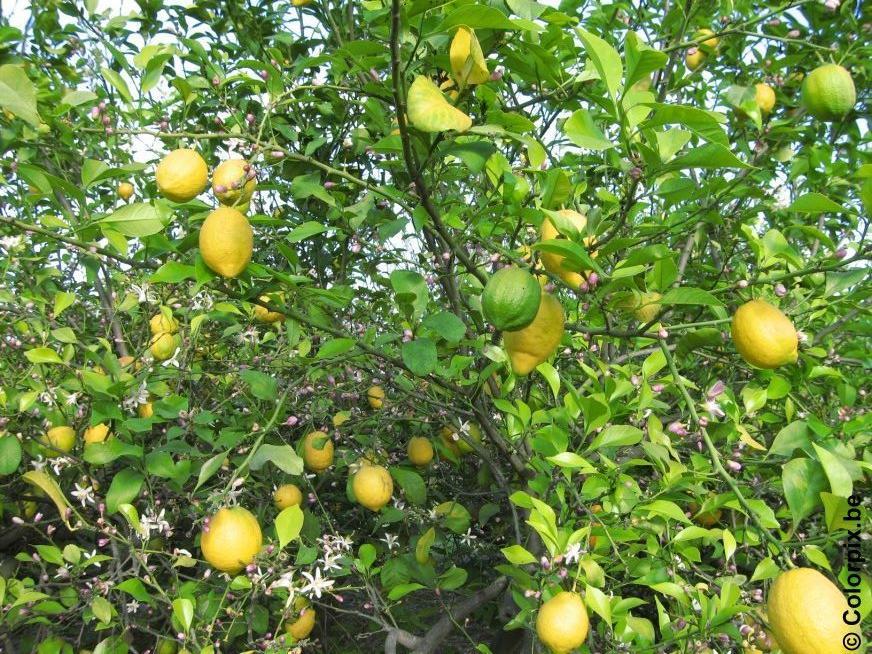 limonero Foto limonero