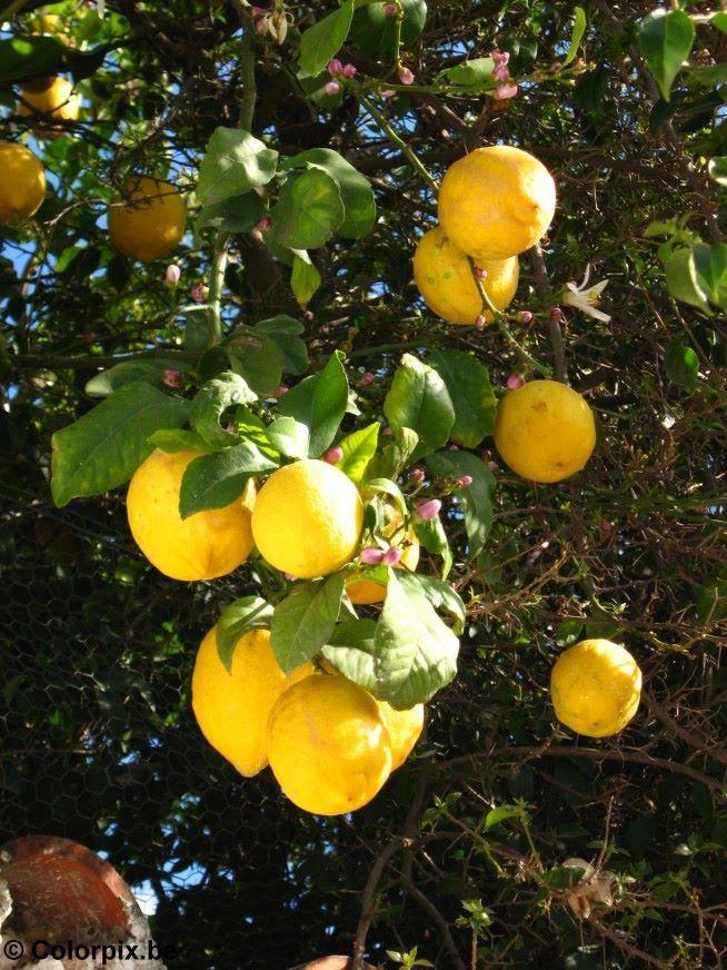 Foto limones