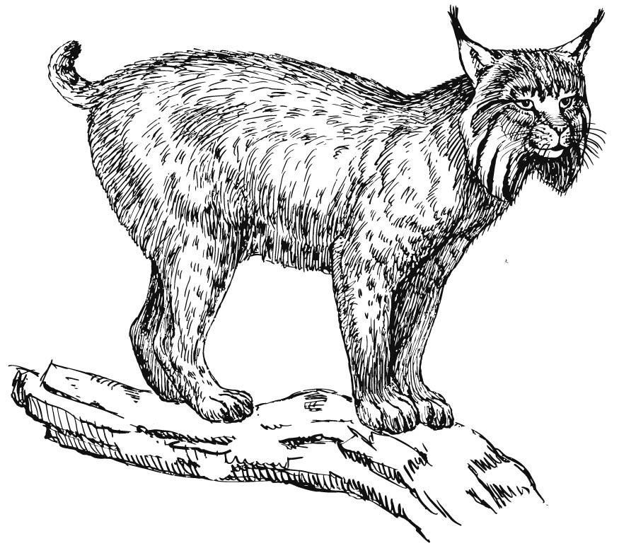 lince Dibujo para colorear lince