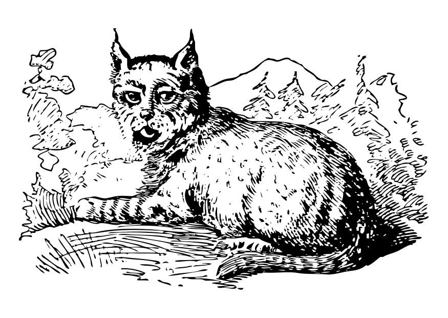 lince Dibujo para colorear lince