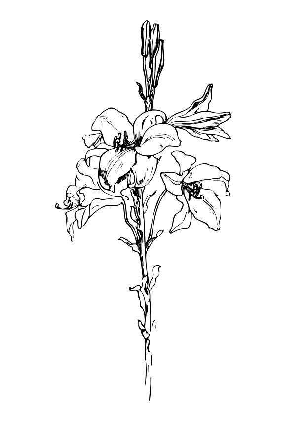 Dibujo para colorear lirio