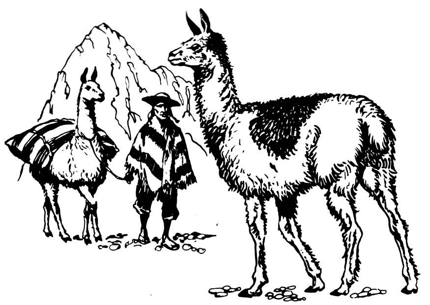 llama Dibujo para colorear llama