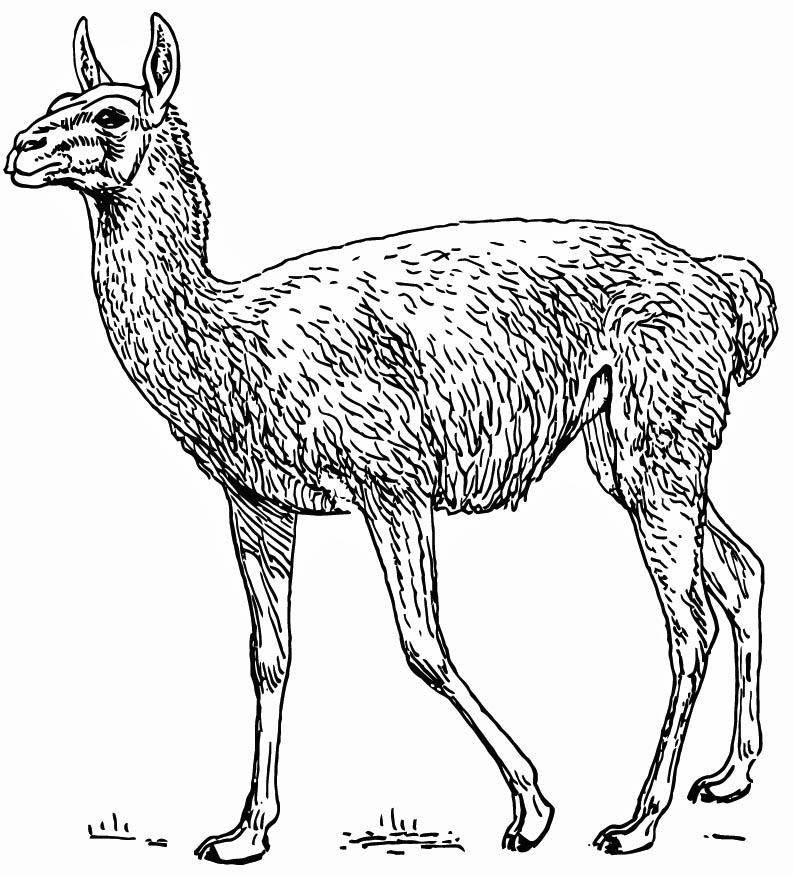 llama - guanaco Dibujo para colorear llama - guanaco