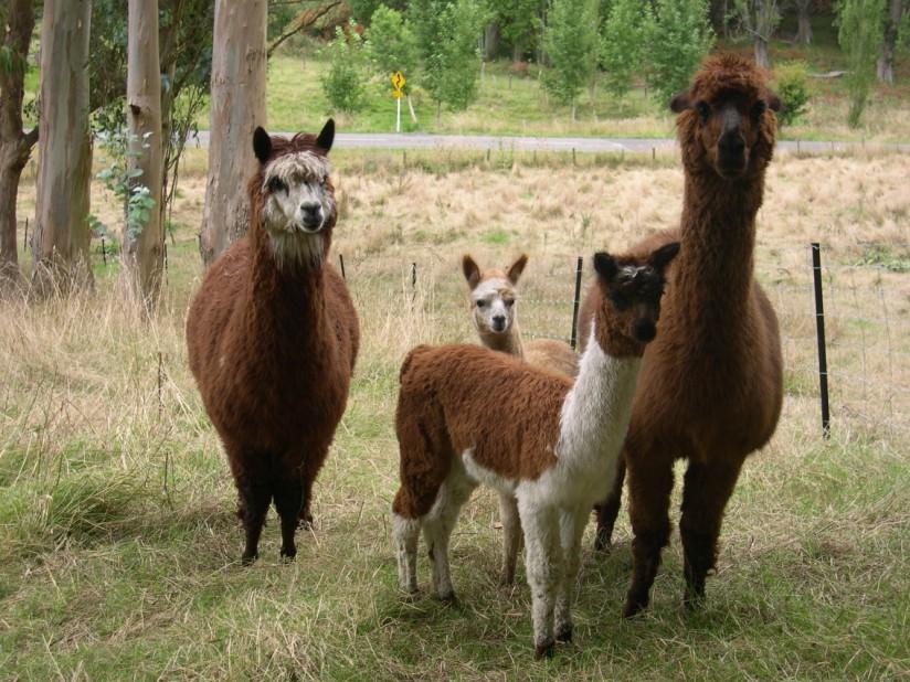 llamas Foto llamas