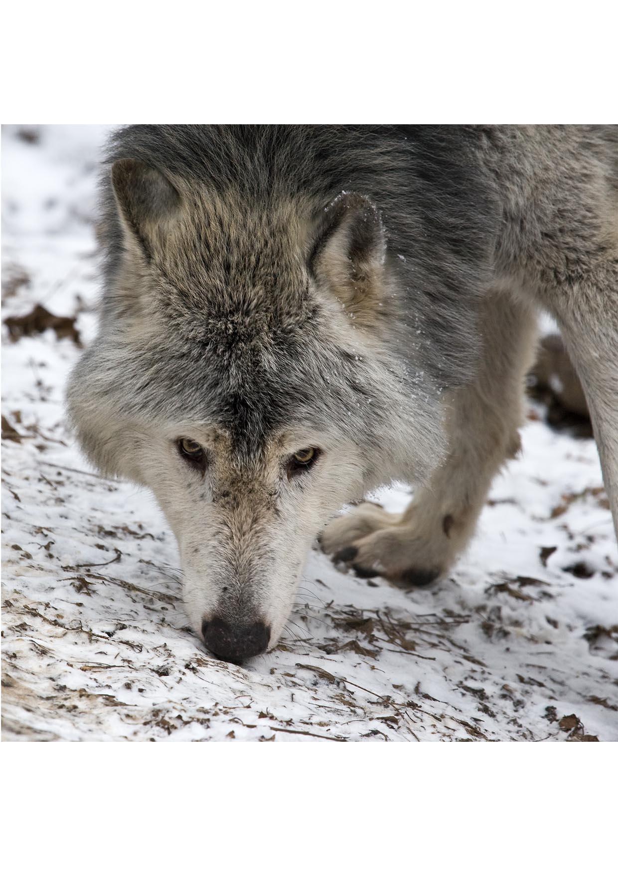 lobo Foto lobo
