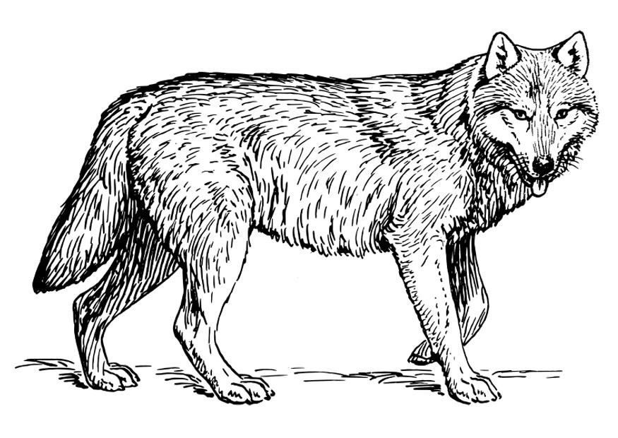 lobo Dibujo para colorear lobo