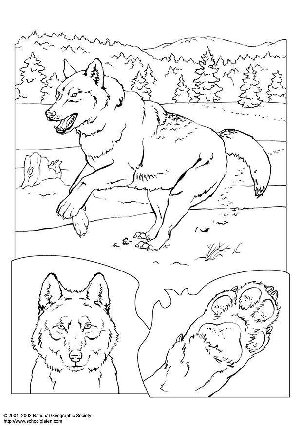 lobo Dibujo para colorear lobo