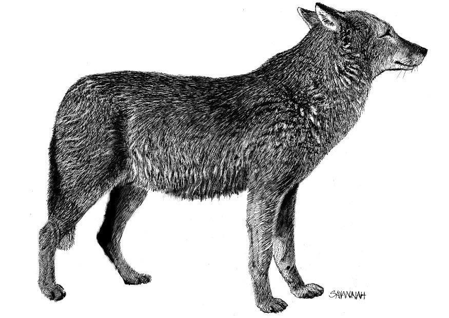 Dibujo para colorear lobo