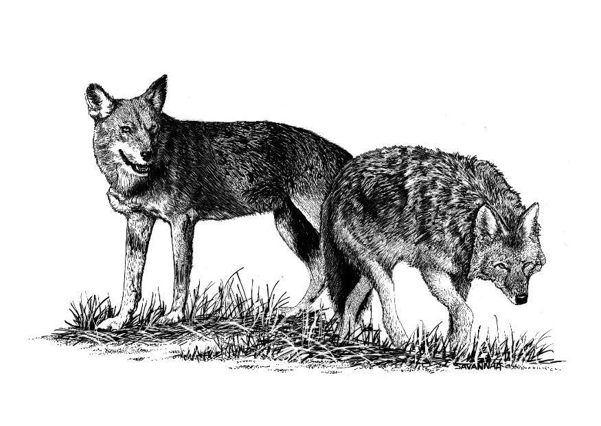 Dibujo para colorear lobos