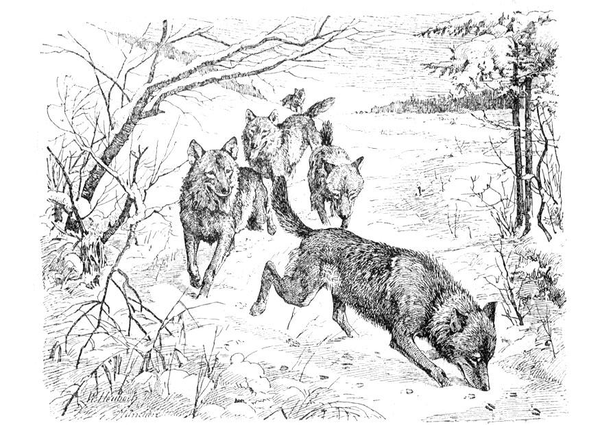 lobos Dibujo para colorear lobos