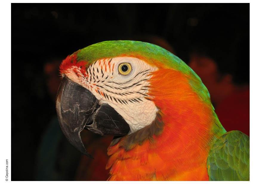 loro Foto loro