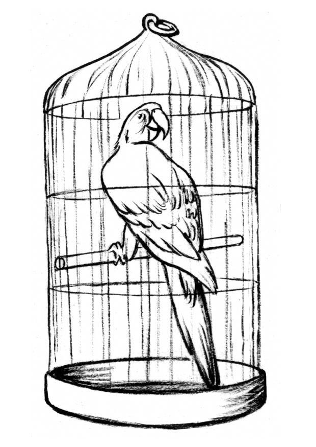 loro en jaula Dibujo para colorear loro en jaula
