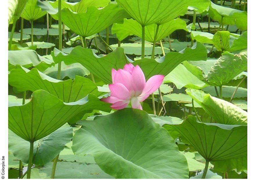 loto Foto loto