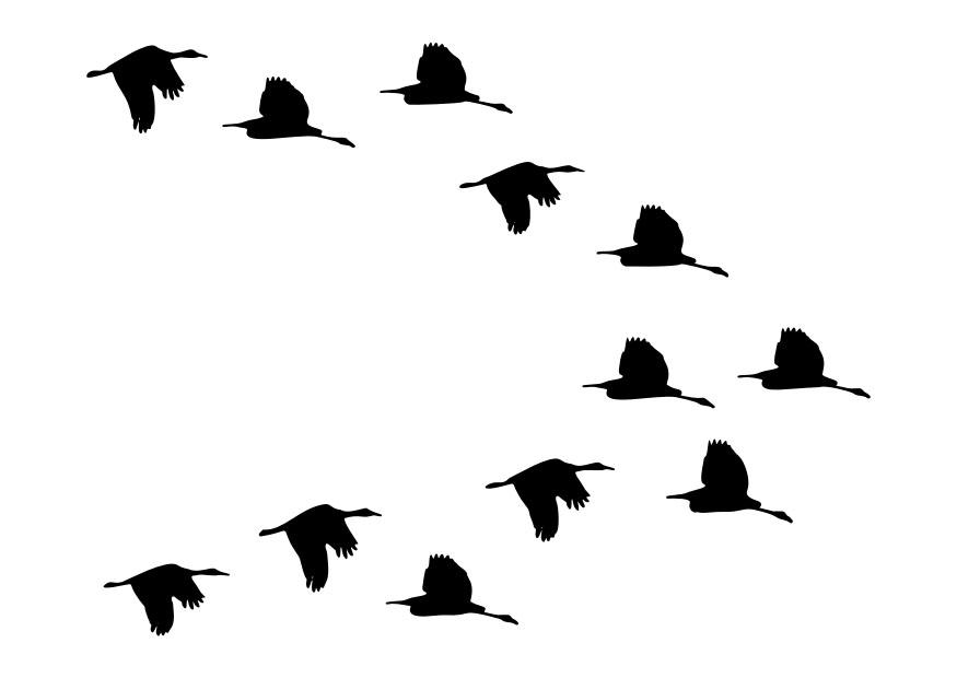 manada de patos Dibujo para colorear manada de patos