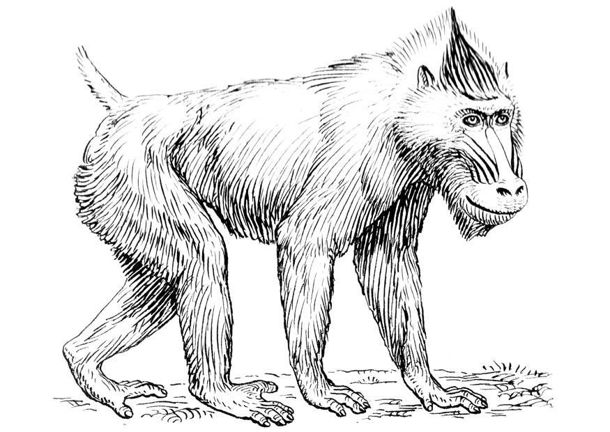 mandril Dibujo para colorear mandril