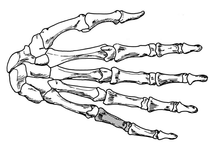mano - esqueleto Dibujo para colorear mano - esqueleto