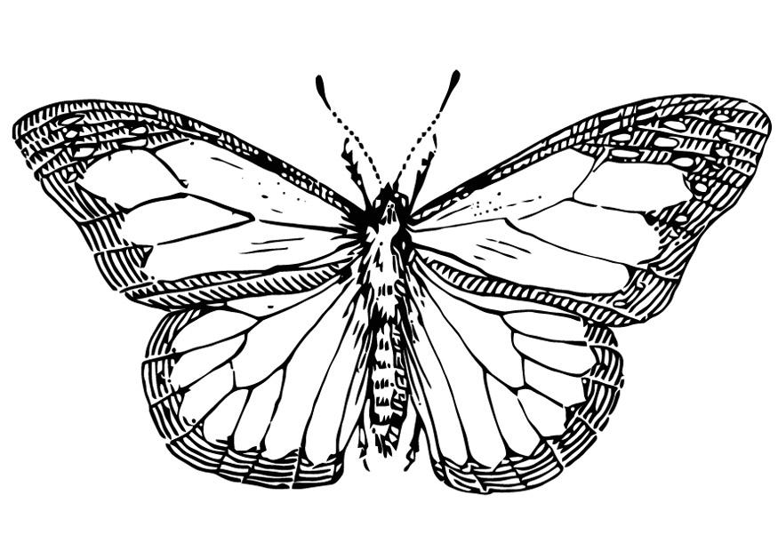 Dibujo para colorear mariposa
