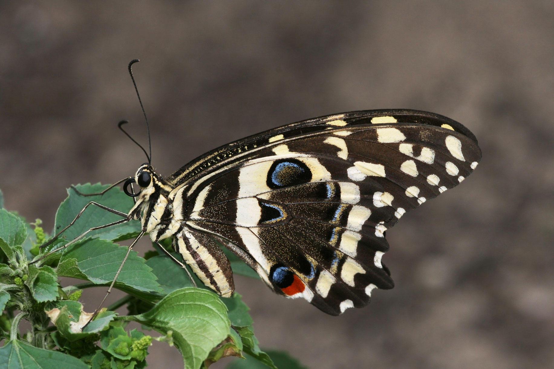 mariposa Foto mariposa