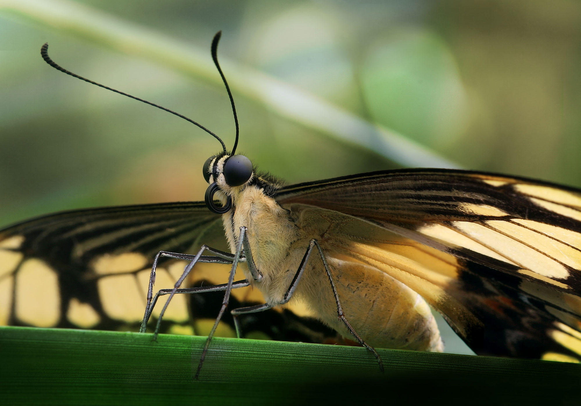 mariposa Foto mariposa