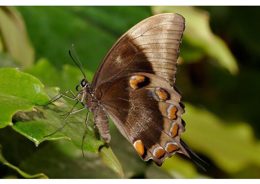 mariposa Foto mariposa