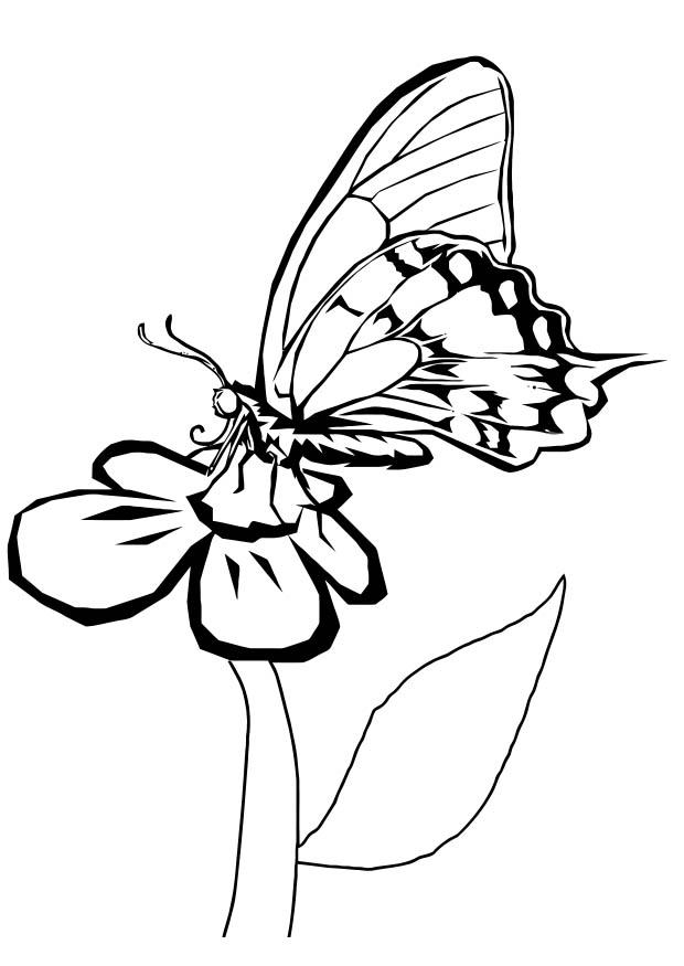 mariposa en flor Dibujo para colorear mariposa en flor