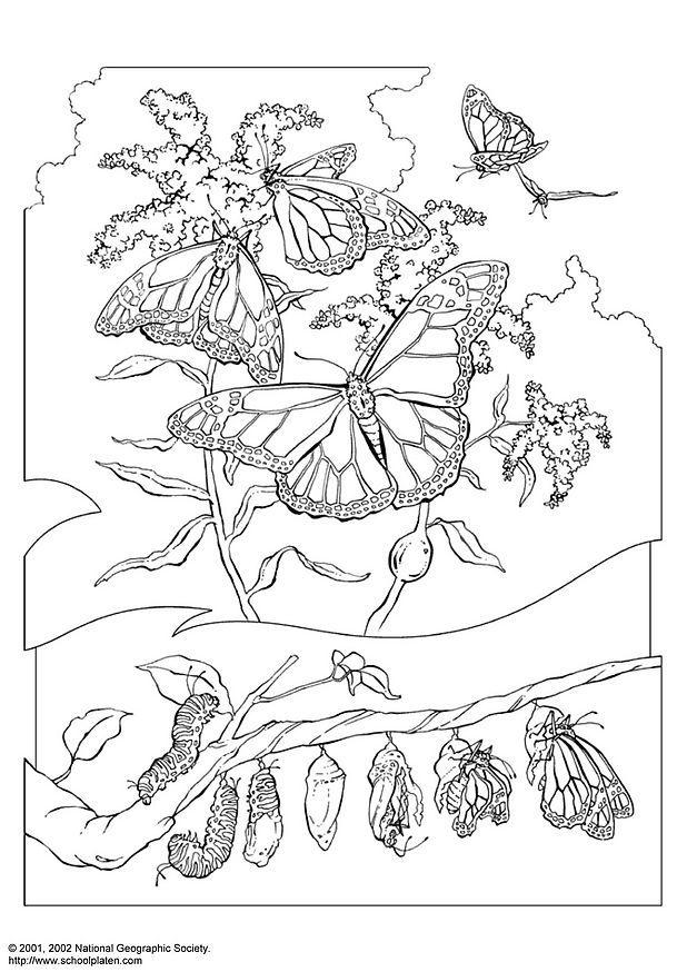mariposa reina Dibujo para colorear mariposa reina